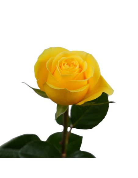 Roses yellow brighton