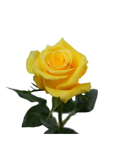 Roses yellow momentum